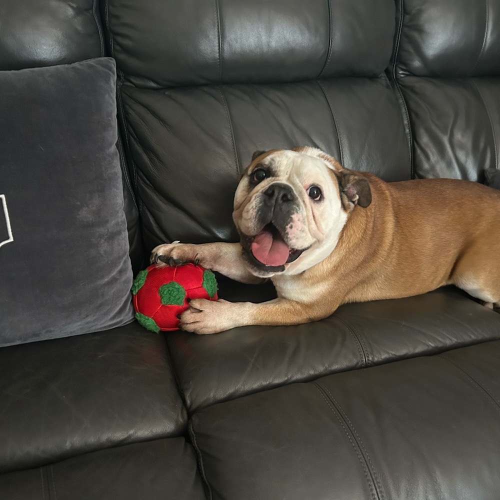 Unlisted Inventory for Live Shows - Picture 2 of 4